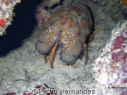 Spanish lobster,Humacao,Puerto Rico by Pedro Hernandez 